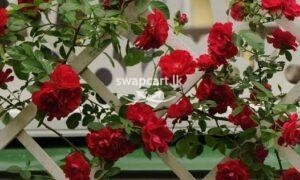Climbing roses red