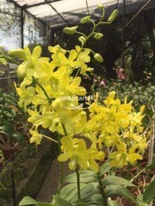 Dendrobium Orchid Pot Plant